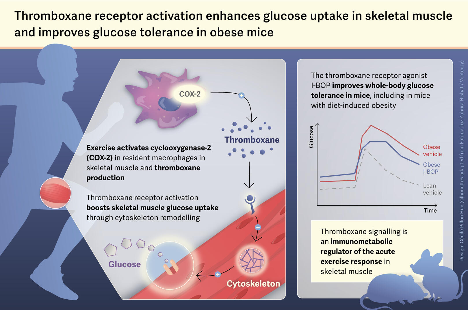 Signalization chain of COX-2 protein producing thromboxane that is captured by skeletal muscle to enhanced glucose uptake.